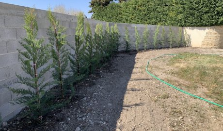 Paysagiste pour plantation d'une haie de cyprès chez un particulier vers Carpentras