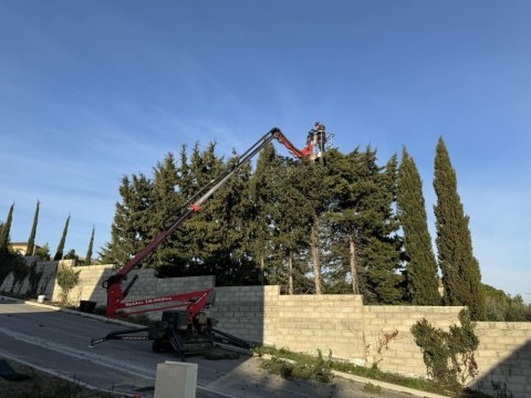 Étêtage d’une haie de cyprès à Carpentras