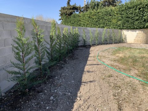 Paysagiste pour plantation d'une haie de cyprès chez un particulier vers Carpentras