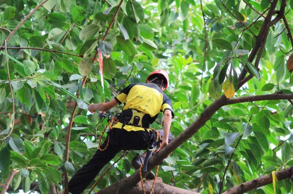 Professionnel pour l’élagage d’arbre en accès difficile Carpentras