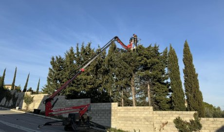 Étêtage d’une haie de cyprès à Carpentras