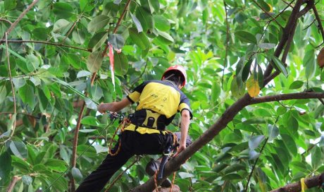 Professionnel pour l’élagage d’arbre en accès difficile Carpentras